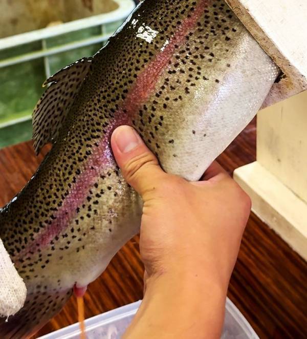 ニジマスの採卵と生しぼりイクラ丼を味わう、親子や友人と楽しめるイベント　滋賀県醒井養鱒場で11月22日開催