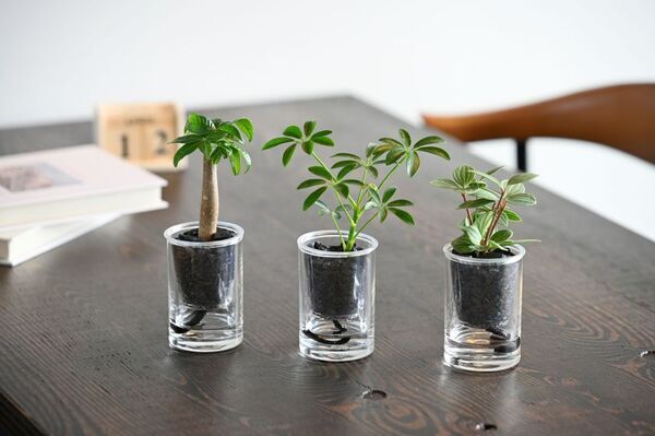 「炭の樹(すみのき)」Makuakeで話題を呼んだインテリアが10月26日(日)東京・高輪地区まつりに初出店！