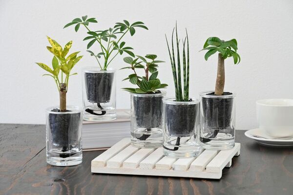 「炭の樹(すみのき)」Makuakeで話題を呼んだインテリアが10月26日(日)東京・高輪地区まつりに初出店！