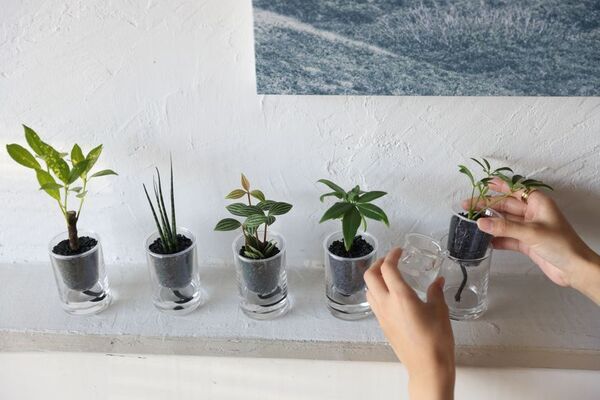 「炭の樹(すみのき)」Makuakeで話題を呼んだインテリアが10月26日(日)東京・高輪地区まつりに初出店！