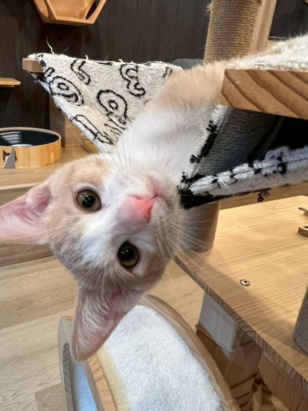 ぐんまちゃん作者が描く新キャラ『ニャニャワ』誕生！保護猫カフェの“命を救う”グッズ販売を本格スタート