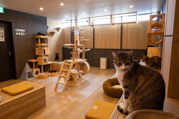 ぐんまちゃん作者が描く新キャラ『ニャニャワ』誕生！保護猫カフェの“命を救う”グッズ販売を本格スタート