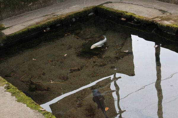 日本三大曳山祭のひとつ「秩父夜祭」開催に合わせて夕方のお出かけに便利な時刻に蒸気機関車を特別運行　12/3(水)行田市駅始発「SL秩父曳き山夜祭り号」　全国的にも珍しい「秩父夜祭架線切り離し・屋台見学ツアー」も2年ぶりに開催