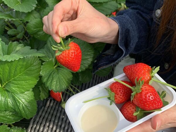 甘くてジューシーな"いちご"を満喫！日光で人気の　「いちご狩り×グランピングBBQプラン」2025年版が登場！