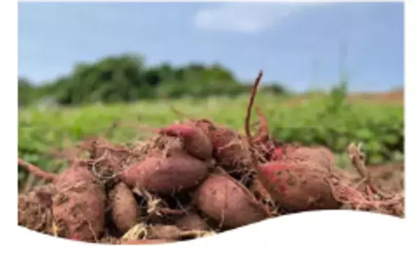 那覇空港でも人気急上昇中！“沖縄生まれの　紅いヤツ”ANA FESTA那覇空港店にて「紅芋フェア」を11月10日より開催