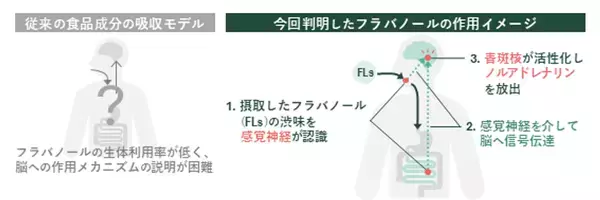 ワインやチョコレートの渋みで記憶力向上、感覚刺激で作用と判明　芝浦工大、フラバノールの脳作用メカニズムを解明