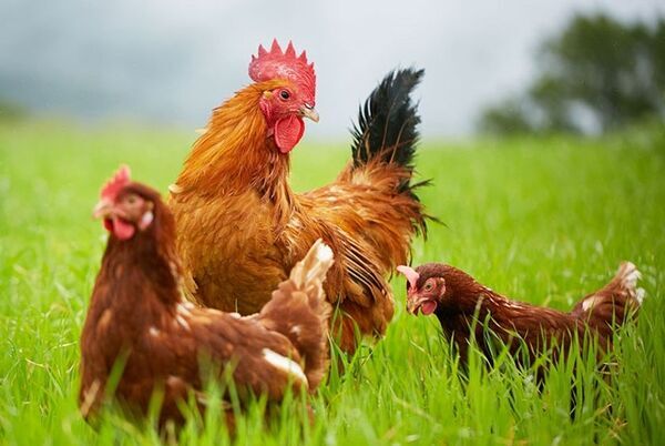 秋の深まりを感じる贅沢な味わい「TAMAGOYAベーカリー秋限定スイーツフェア」を11月30日まで開催