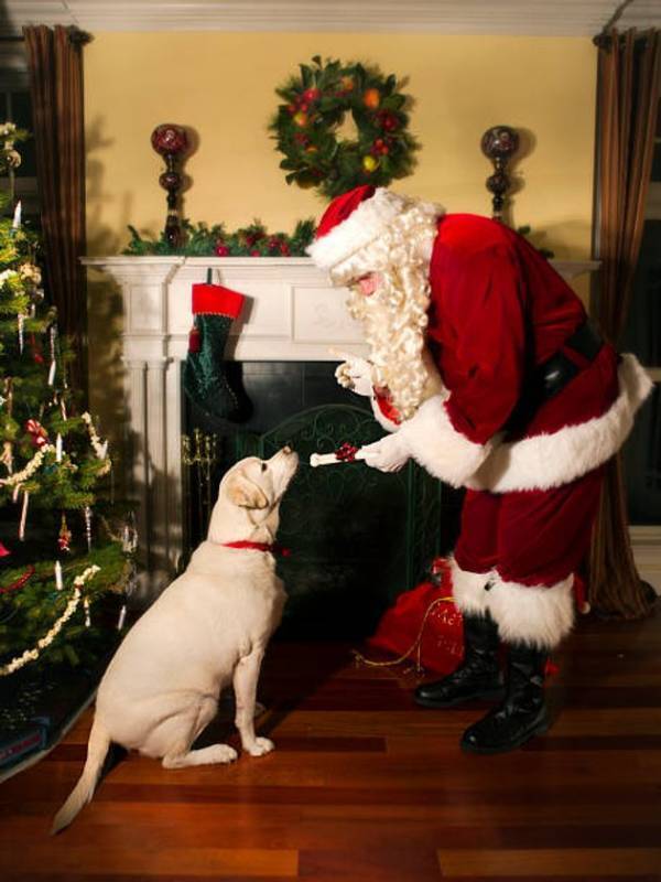 【日本初※！】with Dogs club(ウィズドッグスクラブ)からのクリスマスサプライズ！ホテル フォレストヒルズ那須に、フィンランドから“本物のサンタさん”がプレゼントを持ってお部屋にやってくる！