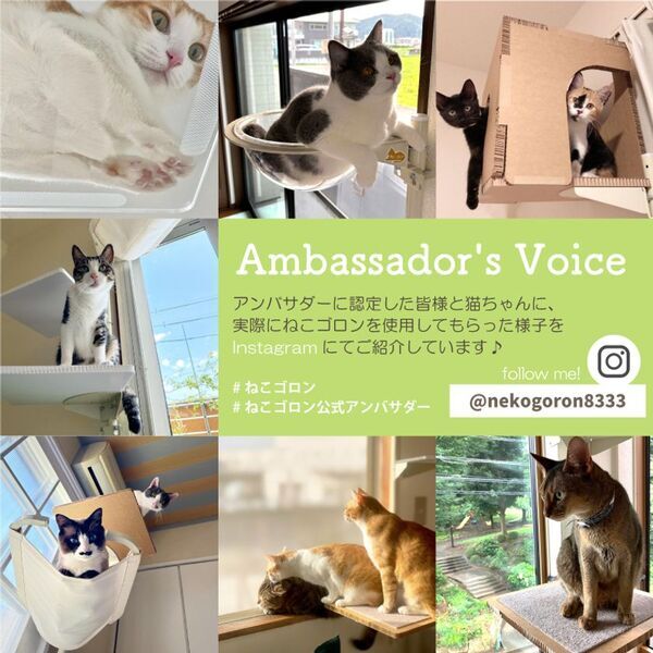 窓枠につけるキャットタワー！「ねこゴロン」シリーズ　売れ筋商品が30％OFF！お得なセールを11/20(木)～期間限定開催