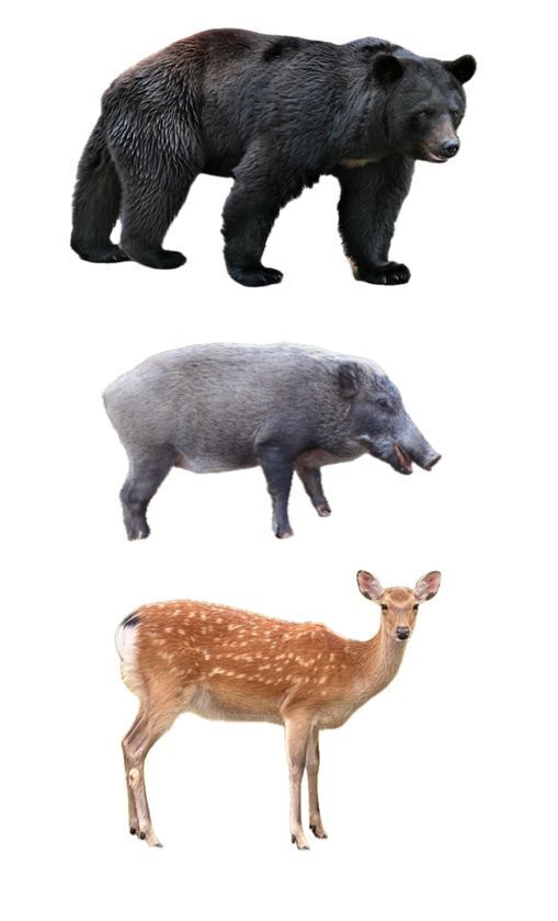 【災害級】熊被害対策に「猛獣ブロックW-1」を発売　熊など野生動物の接近をセンサーで感知、大音量×光×狼の威圧感で驚かせ忌避させます