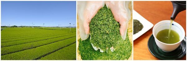 ＼すくって香る！静岡の恵み！　週末限定「お茶すくい」体験開催／