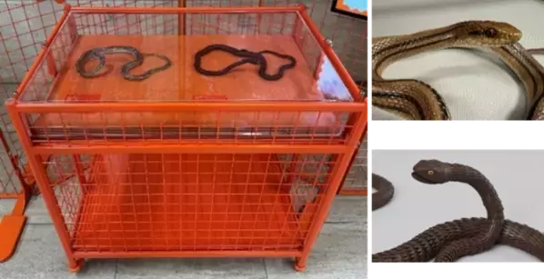 自在置物のヘビが動き出す！文理融合型の展示キット「ふしぎなヘビ」貸し出し申し込みの募集を開始いたします