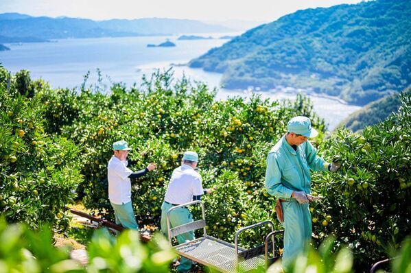 日本一細長い半島で“まさか”の冬体験！『佐田岬体験博2025 WINTER＞SPRING(冬春版)』開幕