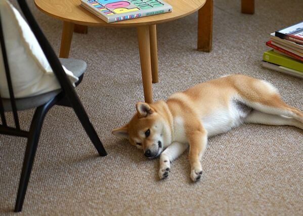 【家族のお悩み解決】お家専用タイルカーペット12月1日発売！