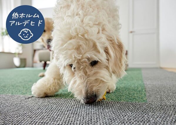 【家族のお悩み解決】お家専用タイルカーペット12月1日発売！