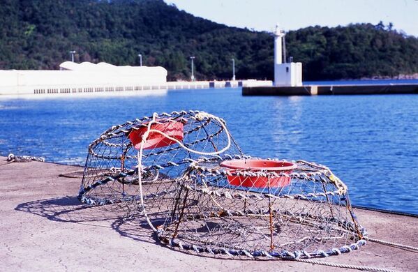 島根県・隠岐諸島「松葉ガニ漁」今年も解禁！11月26日初売り“伝統の篭漁が支える、冬の至宝の鮮度と美しさ”
