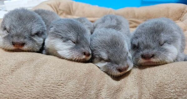 あなたの街でカワウソさんを育ててみませんか？カワウソと共に地域活性化プロジェクト