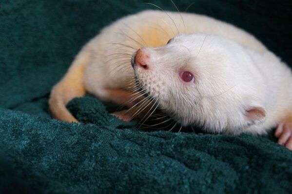 あなたの街でカワウソさんを育ててみませんか？カワウソと共に地域活性化プロジェクト