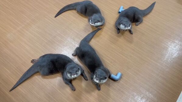 あなたの街でカワウソさんを育ててみませんか？カワウソと共に地域活性化プロジェクト