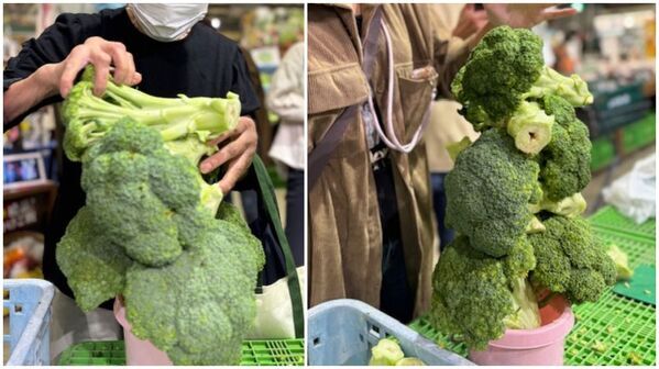 ぐんまの冬が熱い！下仁田ねぎ炭火焼の試食会や行列必至の農産物抱え込み放題など旬を体験できる上州・村の駅で年末大感謝イベントを開催！