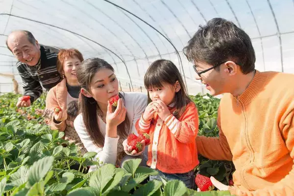 “茨城・鉾田からいちごの美味しさを全国へ”　深作農園とカゴメの『野菜生活100』シリーズコラボを記念し登録商標いちご「ラブソング」(紅ほっぺ)予約受付開始