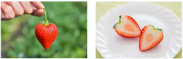 いちご生産量日本一の栃木県産“とちあいか”の無料試食も！12月20日から「WITH HARAJUKU」にてイベント開催。際立つ甘み、ハート型が特徴！