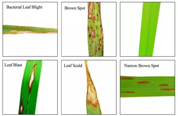 ペルーの水稲生産における病害管理プロジェクトに「e-kakashi」が採用