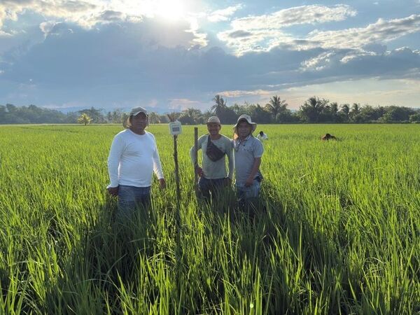 ペルーの水稲生産における病害管理プロジェクトに「e-kakashi」が採用
