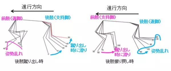 リンレイ×関西学院大学×Kyoto AR 動物高度医療センターがペット分野で産学連携！『滑り止め床用コーティング剤』が小型犬の歩行に与える影響を筋骨格*1解析で評価　滑りやすい床面では、シニア犬で筋活動*2の増加を確認