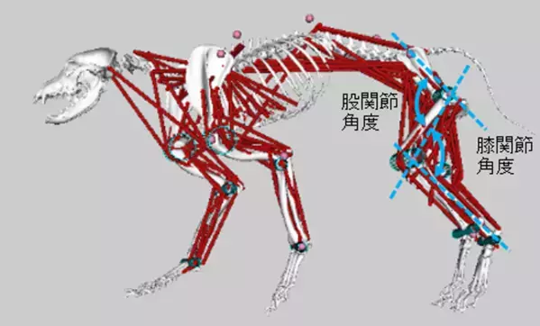リンレイ×関西学院大学×Kyoto AR 動物高度医療センターがペット分野で産学連携！『滑り止め床用コーティング剤』が小型犬の歩行に与える影響を筋骨格*1解析で評価　滑りやすい床面では、シニア犬で筋活動*2の増加を確認