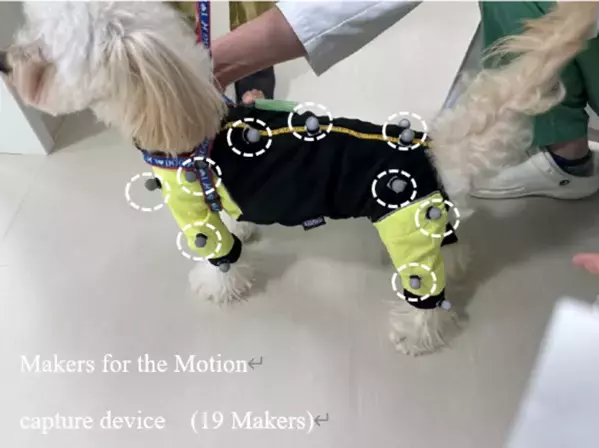 リンレイ×関西学院大学×Kyoto AR 動物高度医療センターがペット分野で産学連携！『滑り止め床用コーティング剤』が小型犬の歩行に与える影響を筋骨格*1解析で評価　滑りやすい床面では、シニア犬で筋活動*2の増加を確認