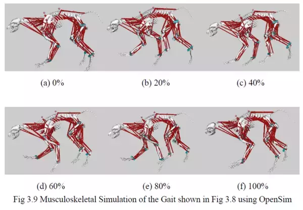 リンレイ×関西学院大学×Kyoto AR 動物高度医療センターがペット分野で産学連携！『滑り止め床用コーティング剤』が小型犬の歩行に与える影響を筋骨格*1解析で評価　滑りやすい床面では、シニア犬で筋活動*2の増加を確認