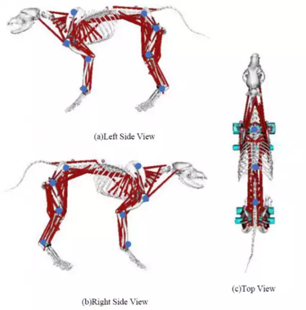 リンレイ×関西学院大学×Kyoto AR 動物高度医療センターがペット分野で産学連携！『滑り止め床用コーティング剤』が小型犬の歩行に与える影響を筋骨格*1解析で評価　滑りやすい床面では、シニア犬で筋活動*2の増加を確認