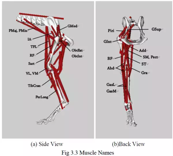 リンレイ×関西学院大学×Kyoto AR 動物高度医療センターがペット分野で産学連携！『滑り止め床用コーティング剤』が小型犬の歩行に与える影響を筋骨格*1解析で評価　滑りやすい床面では、シニア犬で筋活動*2の増加を確認