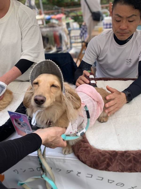 東日本初出店！愛知県スカイエキスポで開催の　わんワンダーフェス＠アイチスカイエキスポに「わんこのおきゅう」で出展
