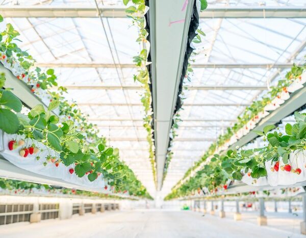 「the BERRY YOKOHAMA」が12月13日より　今シーズンのいちご狩りを開始！　昨季11,448名来場の人気いちご狩り、年末年始も特別営業