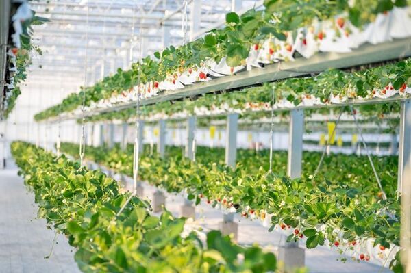 「the BERRY YOKOHAMA」が12月13日より　今シーズンのいちご狩りを開始！　昨季11,448名来場の人気いちご狩り、年末年始も特別営業