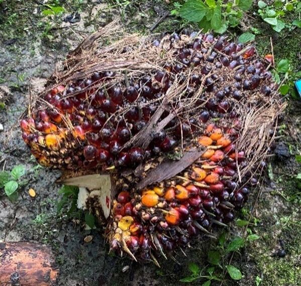 バイオ燃料「Bio-M-Coke(R)」生産工場の稼働開始