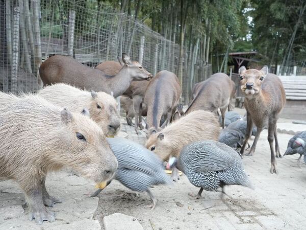 【U25・学割プラン限定】動物園×グランピングのTHE BAMBOO FORESTが特別プラン開始　オールインクルーシブ＋先着でチェキフィルム10枚プレゼント！
