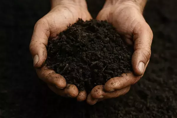 二度と出会えない最後の3000mを解禁　数千年の黒土が育んだ伝説の黒大麻カーテン「ブラックソイルヘンプ」が12/19～限定公開