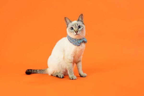 写真家 五十嵐 健太の飛び猫10周年記念　「島猫そらら写真展」を12月20日から北千住マルイにて開催