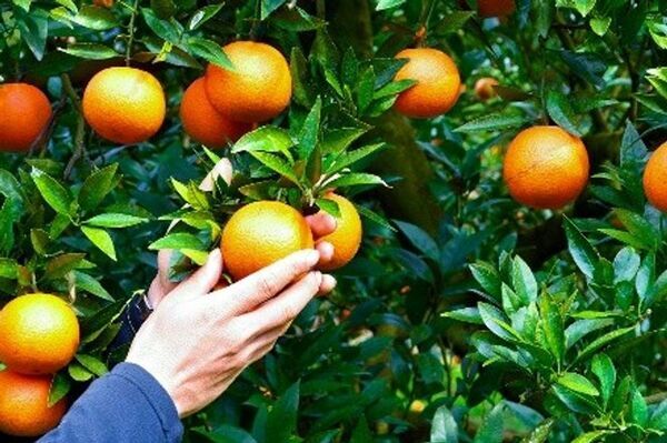 信州大学、産学連携「AMAMI CRAFTASTE PROJECT」より新感覚クラフトリキュールキットを発表