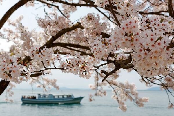 日本のさくら名所100選の「海津大崎」へのお花見クルーズを3月28日(土)から4月15日(水)の期間限定で運航開始！