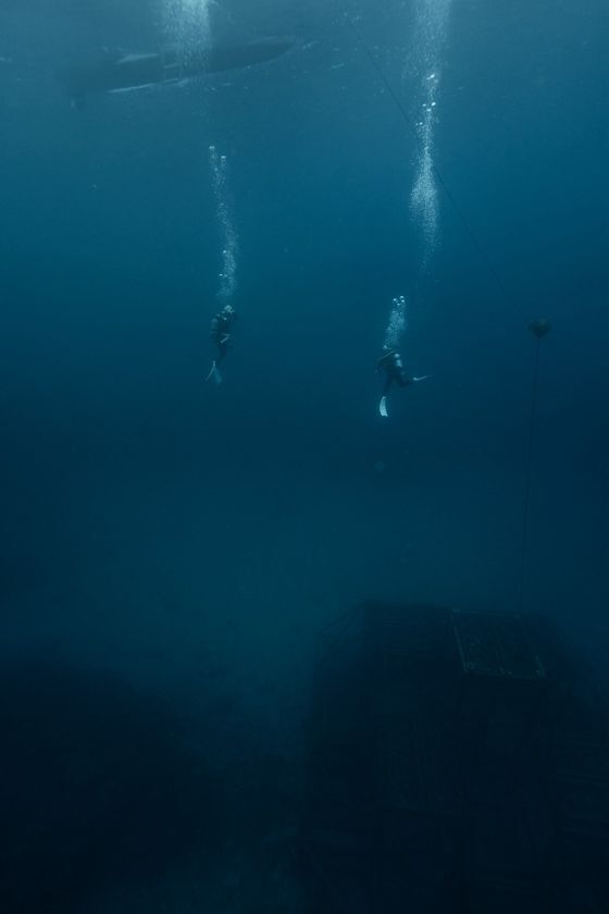 沖縄の海底で熟成される「ハーブオイル」― 海洋環境を“熟成庫”とする、次世代ウェルネス研究を開始 ―