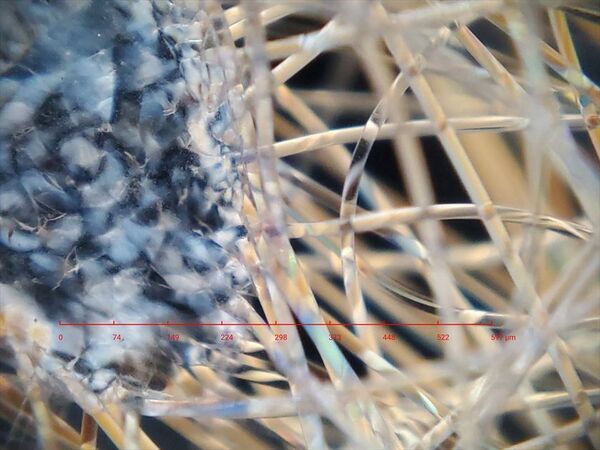 顕微鏡分野に激震！？スマホで光学倍率250倍の「偏光顕微鏡観察」を可能にするレンズ「MH-X250P」1/14よりGREENFUNDINGで先行割引販売を開始