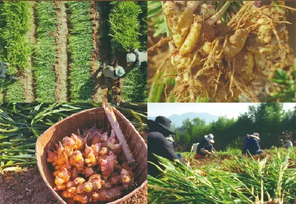 韓国・金堤(キムジェ)の肥沃な黄土が育んだプレミアムな味　韓国「地平線の農夫たち」の『生姜エキス』、2月に日本公式上陸