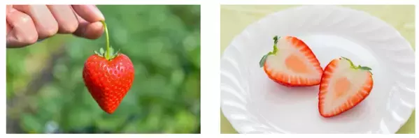 栃木県産いちご“とちあいか”を無料試食！2月11日に東京スカイツリータウン(R)でイベント開催。「Afternoon Tea TEAROOM」含む5つのカフェとコラボ！至福のとちあいかスイーツ期間限定販売