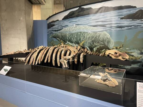 「大絶滅展」来場者30万人突破！会期終了まで残り1か月！●ステラーダイカイギュウの愛称決定●平日来場特典！オリジナルノベルティ配布決定