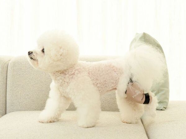 韓国発・犬体工学サポーター『Fitdog(フィットドッグ)』　楽天市場進出に続き、日本の有力バイヤーから問い合わせが相次ぐ！B2B市場への本格参入を開始