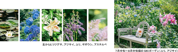 ROKKO森の音ミュージアムフェア「ハーモニー・オブ・ガーデン」六甲山のナチュラルガーデンのフラワーシーズン到来2026年3月14日（土）～8月21日（金）